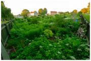 Vegetable gardens by Slottsberget