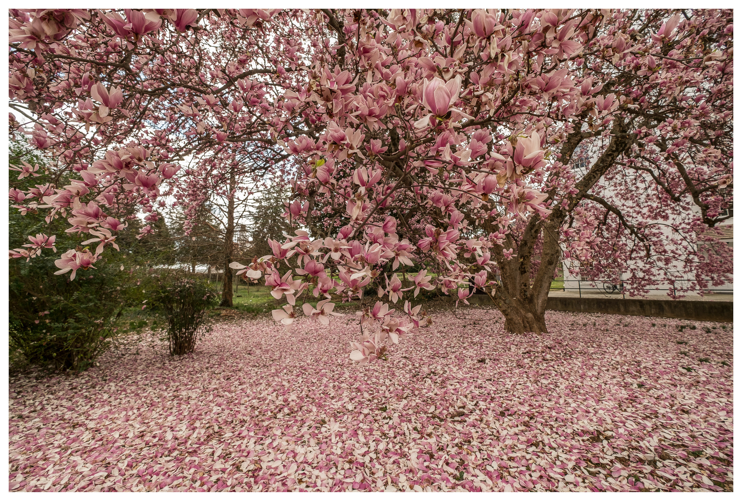 Magnificent flowering Magnolia tree in Old Salem