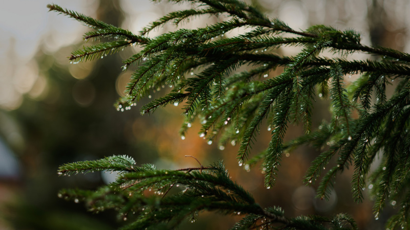 2025-12-30-Orust-006