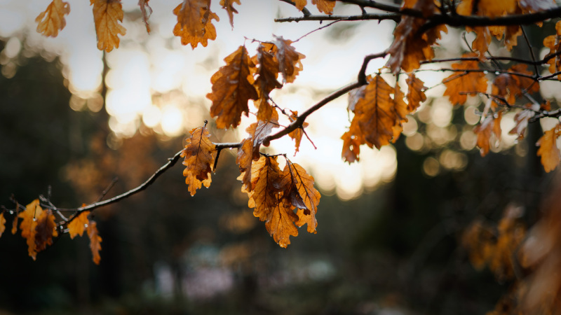 2025-12-30-Orust-008