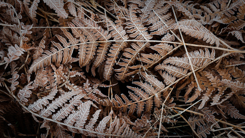 2025-12-30-Orust-015