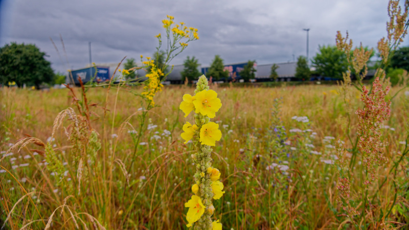 2025-07-22-Italienresan-007