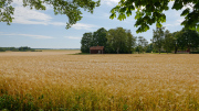 View over wheatfield from Svanhals Hostel