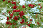 Folklore has it that the more Rowan berries the colder the coming winter will be