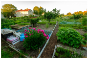 Vegetable and flower gardens by Slottsberget