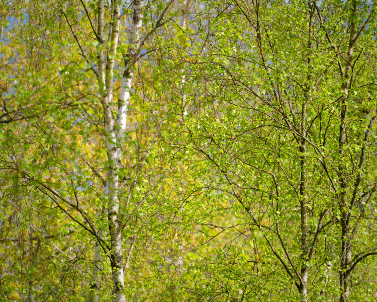 2025-05-18-Varen-009